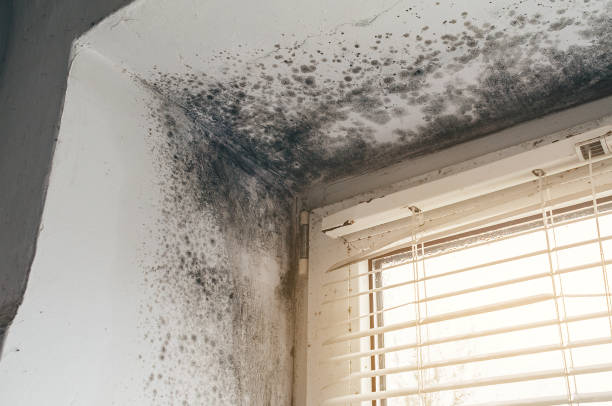 Affordable Black Mold Remediation solutions in Columbus, NJ